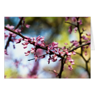 Cartão Primavera Rhapsodia