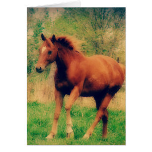 Cartão Primavera Sorrel