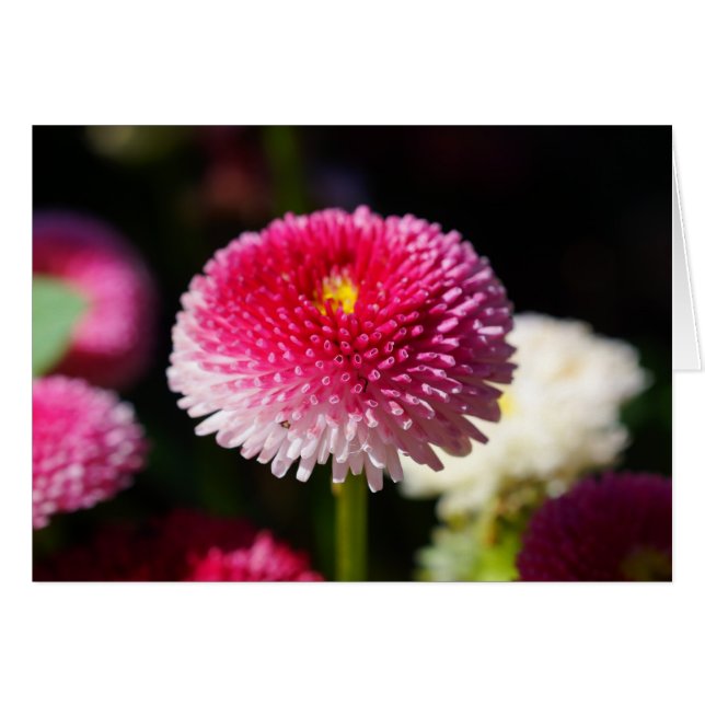 Cartão Primavera tem Sprung! (Frente Horizontal)