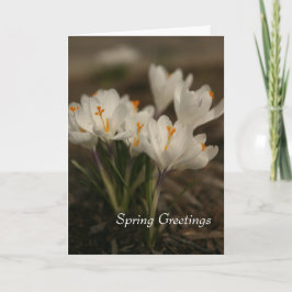 Cartão Primavera White Crocus Folheto