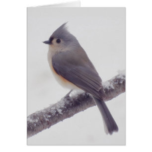 Cartão Primeira neve - Pássaro do Titmouse tufado