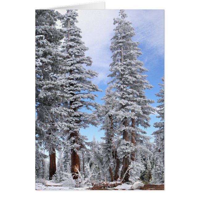 Cartão Primeira queda de neve (Frente)