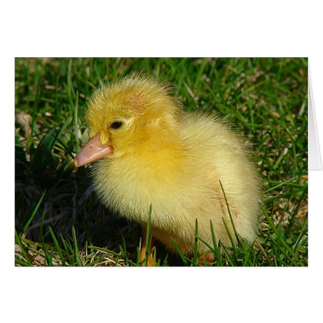 Cartão Primeira Versão da Estação (Frente Horizontal)