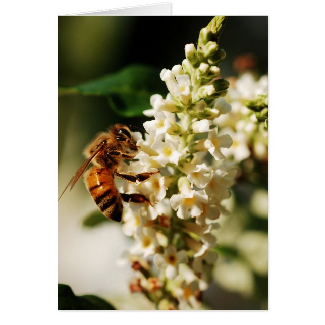 Cartão Primeiramente da série da abelha (Frente)