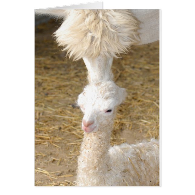 Cartão primeiro beijo (Frente)