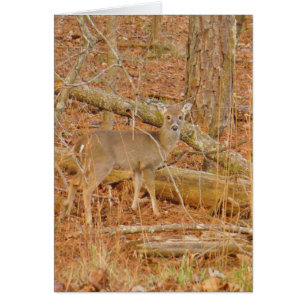 Cartão Primeiro inverno do Baby Deer