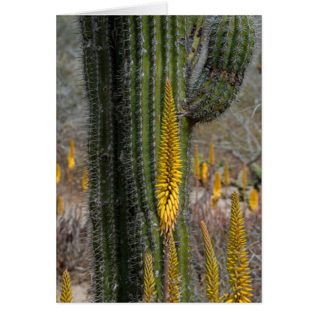 Cartão Primeiro Plano De Cacto E Agave (Frente)