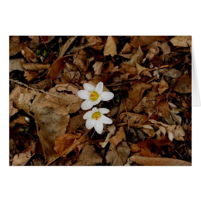 Cartão Primeiro Sinal de Primavera (Frente Horizontal)