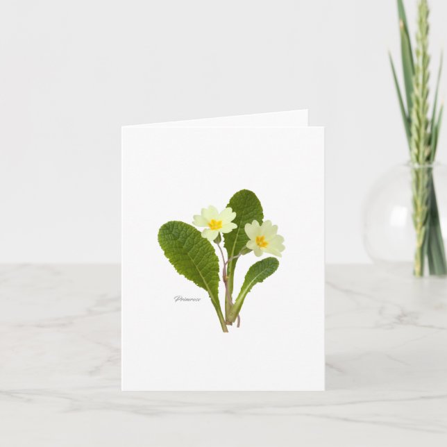 Cartão Primrose (Frente)