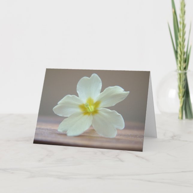 Cartão Prímula (Frente)