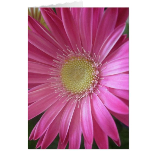 Cartão Princesa cor-de-rosa da margarida (Frente)
