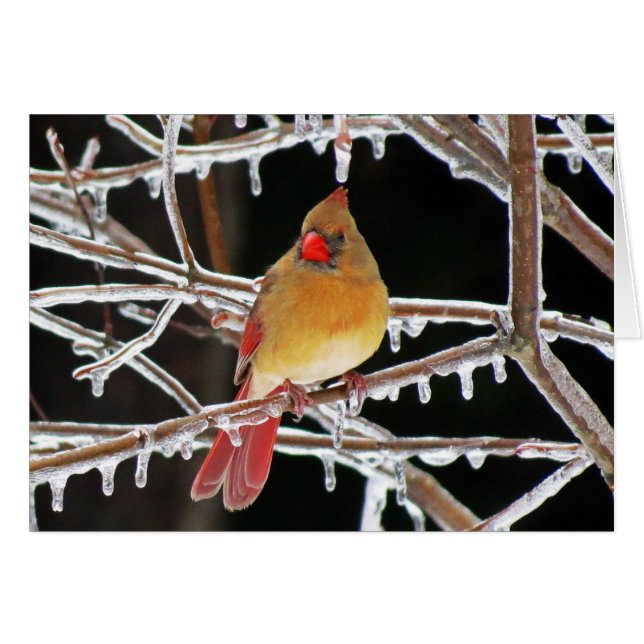 Cartão Princesa do gelo (Frente Horizontal)