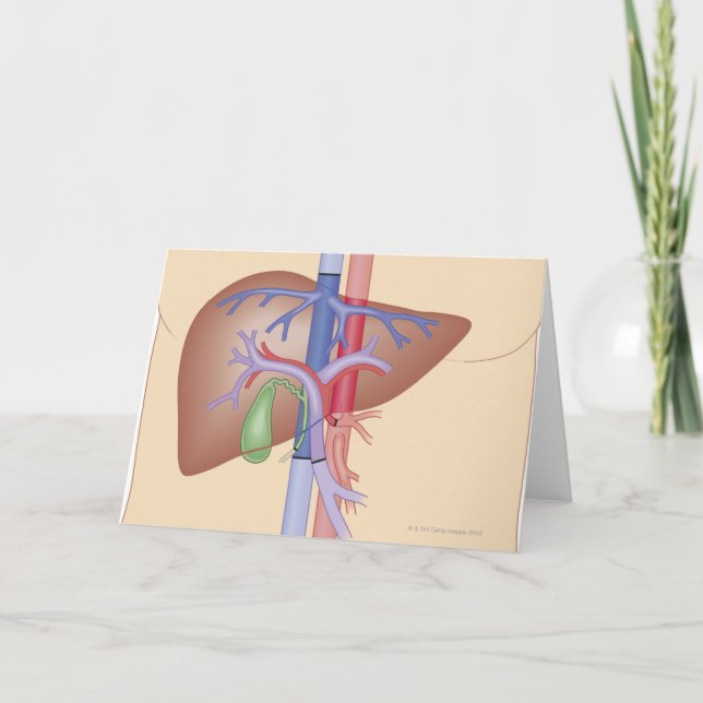 Cartão Procedimento da transplantação do fígado (Frente)