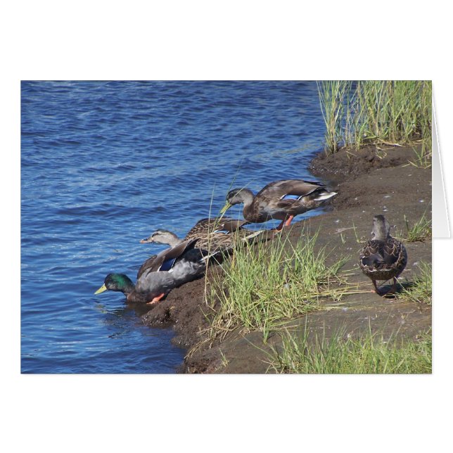 Cartão Procissão de Pato (Frente horizontal)