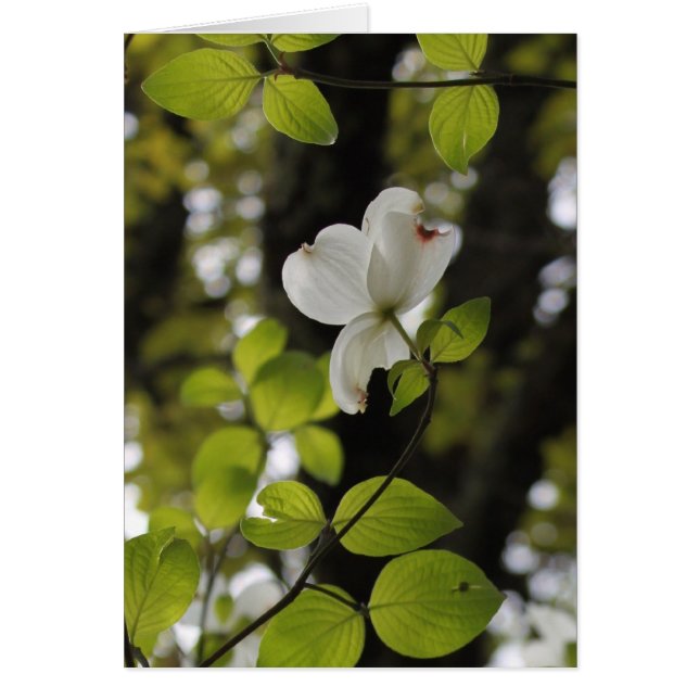 Cartão Procurando (Frente)