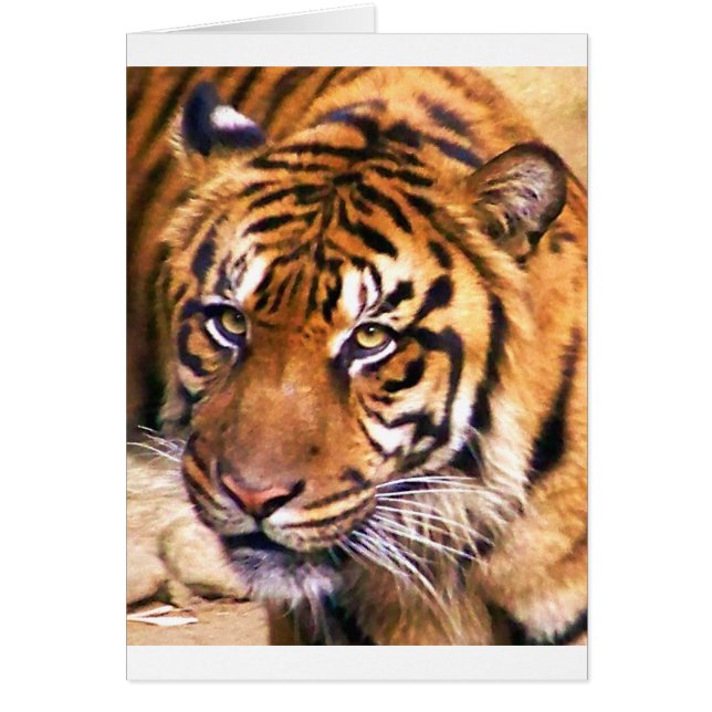 Cartão Procurando (Frente)