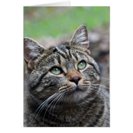 Cartão Procure lá, envelopes brancos padrão incluídos