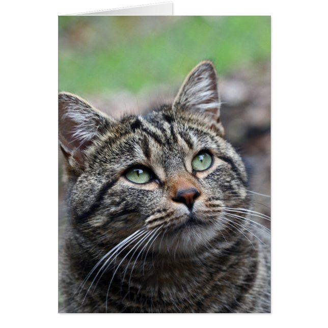 Cartão Procure lá, envelopes brancos padrão incluídos (Frente)