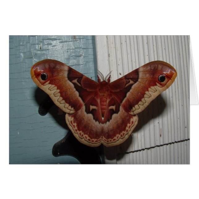 Cartão Promethea Moth (Frente Horizontal)