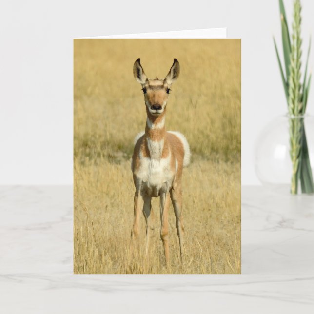 Cartão Pronghorn Notecard (Frente)