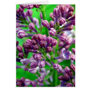 Cartão Pronto para Bloom