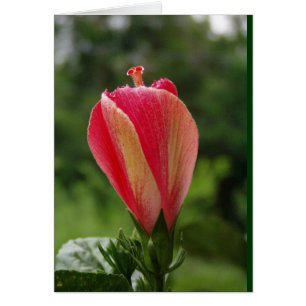 Cartão pronto para florescer