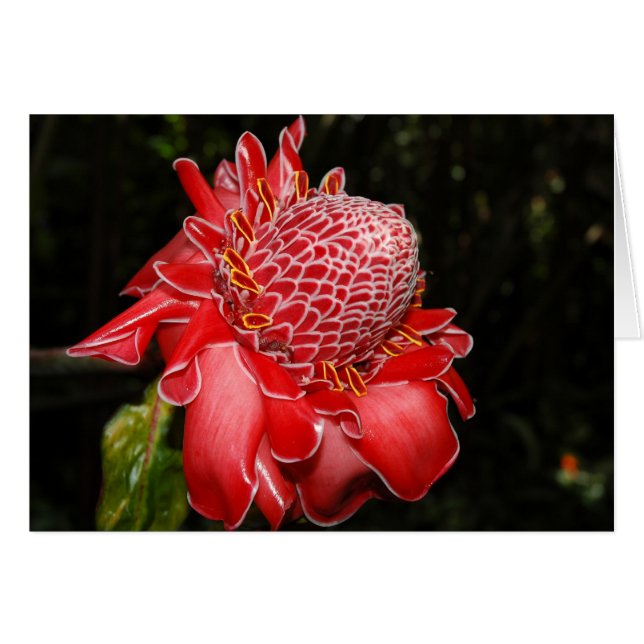 Cartão Proteína Vermelha Fogo (Frente Horizontal)