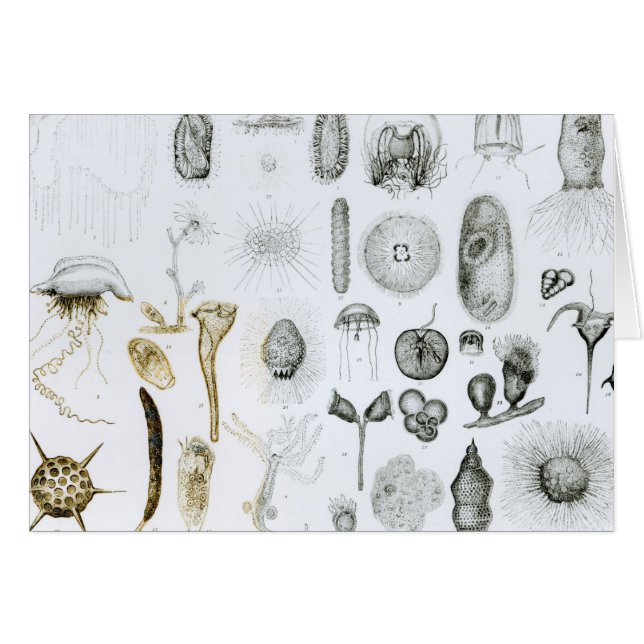 Cartão Protozoa e celentrados (Frente Horizontal)