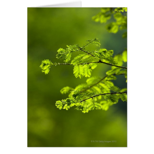 Cartão Província de Hunan, China, Ásia (Frente)