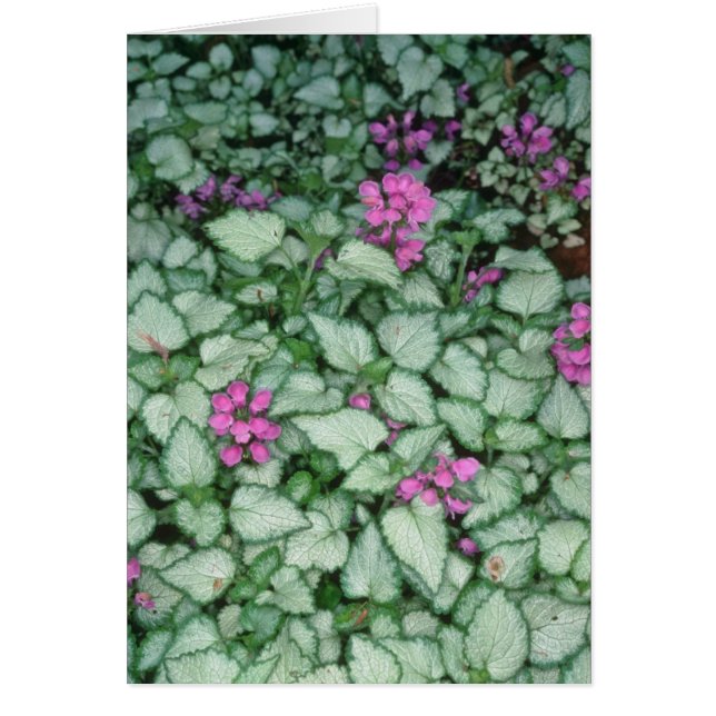 Cartão Provocação inoperante cor-de-rosa, (Lamium (Frente)