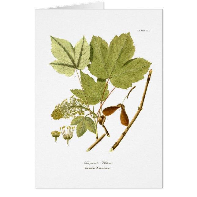Cartão Pseudo-platanus de Acer (Frente)