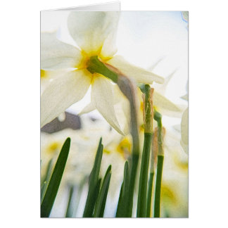Cartão público de daffodil