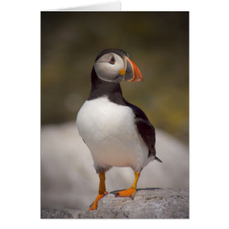 Cartão Puffin