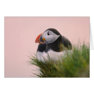 Cartão Puffin Atlântico (Fratercula arctica)