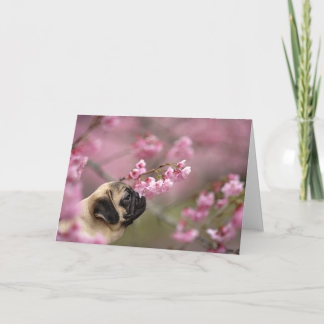 Cartão Pug Cheirando a arbustos (Frente)