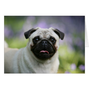 Cartão Pug da jovem corça no alerta