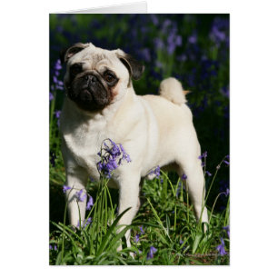 Cartão Pug da jovem corça que está nos Bluebells