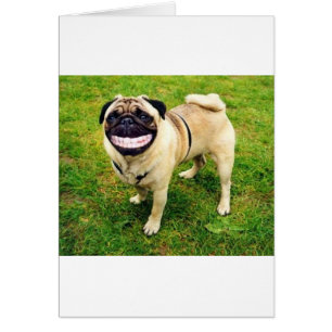 Cartão pug do sorriso do cão