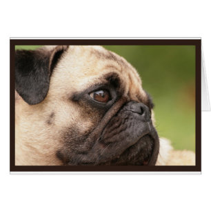 Cartão Pug doce