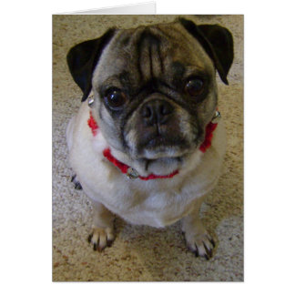 Cartão Pug Dog