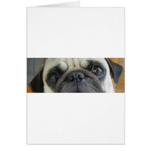 Cartão pug olhos de cor de gamo.png