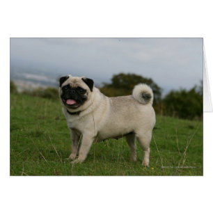 Cartão Pug Panting