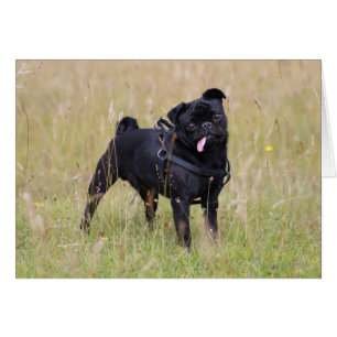 Cartão Pug preto que cola para fora Tounge