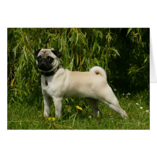 Cartão Pug que olha a câmera