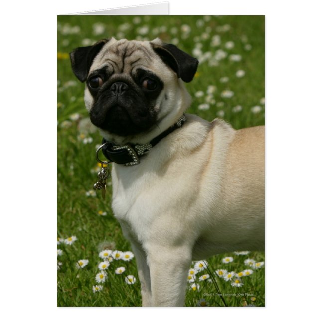 Cartão Pug Tocando em Flores (Frente)