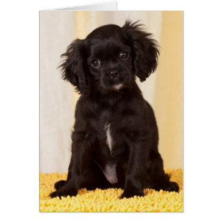 CARTÃO PULVERIZA UMA CAVALEIRA NEGRA CHARLES SPANIEL