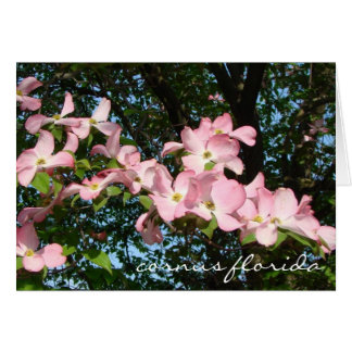 Cartão pulverização de madeira-rosa "cornus florida"