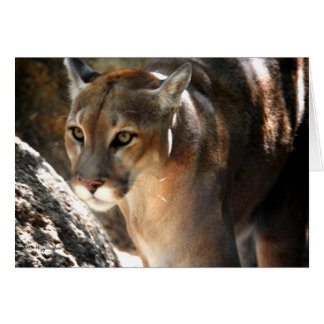 CARTÃO PUMA