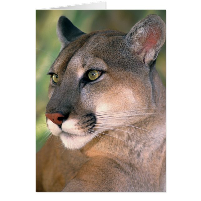 Cartão Puma, Califórnia (Frente)