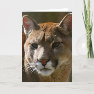 Cartão Puma Cats Greeting Card